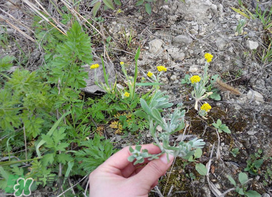 清明菜怎么做好吃？清明菜怎么做止咳？