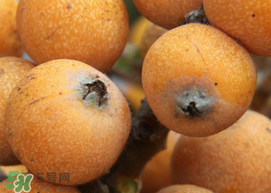 枇杷什么時候成熟？枇杷什么時候上市？