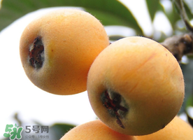 枇杷什么時候成熟？枇杷什么時候上市？