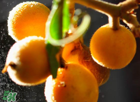 枇杷什么時候成熟？枇杷什么時候上市？