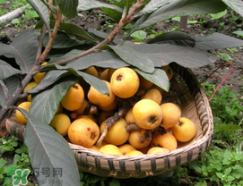 枇杷能放冰箱嗎？枇杷可以放冰箱保存嗎？