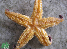 海星怎么吃？海星能吃嗎？