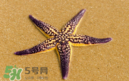 海星怎么吃？海星能吃嗎？