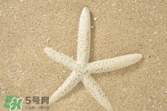 海星怎么吃？海星能吃嗎？