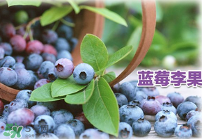 藍莓李果是假的嗎？火車上的藍莓李果是真的嗎？