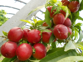 油桃什么時(shí)候上市？油桃最早的幾月份上市？