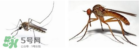 蚊蟲(chóng)叮咬會(huì)傳播艾滋病嗎？蚊蟲(chóng)會(huì)傳染乙肝嗎？