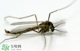 蚊蟲(chóng)叮咬會(huì)傳播艾滋病嗎？蚊蟲(chóng)會(huì)傳染乙肝嗎？