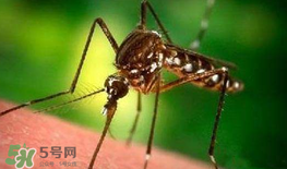 什么防蚊效果好？嬰兒用什么防蚊？