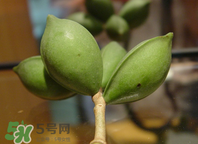 檳榔為什么會(huì)上癮？檳榔上癮怎么戒？