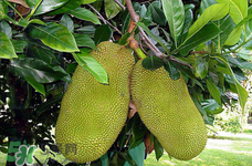 菠蘿蜜的營(yíng)養(yǎng)價(jià)值 吃菠蘿蜜有什么好處？