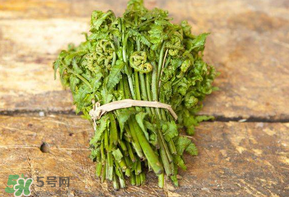 糖尿病能吃蕨菜嗎？糖尿病可以吃蕨菜嗎？
