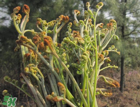 糖尿病能吃蕨菜嗎？糖尿病可以吃蕨菜嗎？