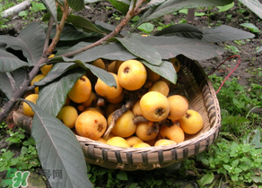 枇杷哪些人不能吃？哪些人不宜食用枇杷？