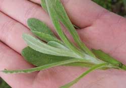 清明菜怎么做好吃？清明菜怎么做止咳？