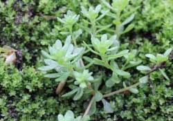 清明菜是什么菜？清明菜是艾草嗎？