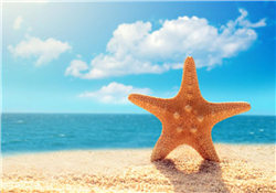 海星怎么吃？海星能吃嗎？