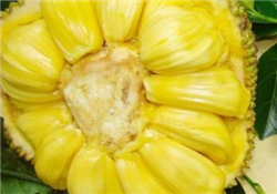 菠蘿蜜的營養(yǎng)價值 吃菠蘿蜜有什么好處？