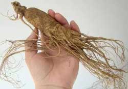 春天能吃高麗參嗎？春天可以喝高麗參湯嗎？