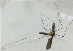 什么防蚊效果好？嬰兒用什么防蚊？