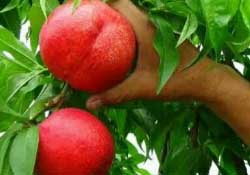 油桃什么時候上市？油桃最早的幾月份上市？