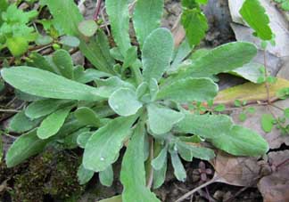 清明菜什么時(shí)候有？清明菜什么時(shí)候吃？