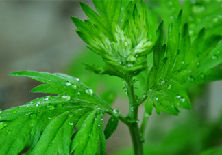 艾草可以治療濕疹嗎？艾葉如何治療濕疹？