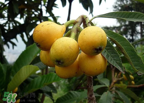 枇杷可以空腹吃嗎？空腹能吃枇杷嗎？