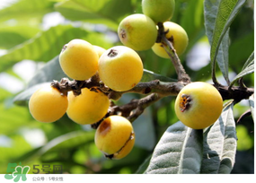 枇杷可以空腹吃嗎？空腹能吃枇杷嗎？