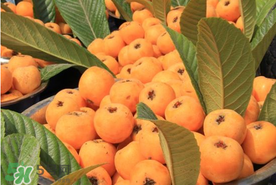 枇杷吃多了會怎樣？枇杷吃多了會上火嗎？