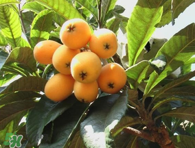 枇杷多少錢一斤？2017年枇杷多少錢一斤？