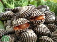 血蚶有寄生蟲嗎？血蚶有沒有寄生蟲？