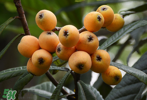 糖尿病能吃枇杷嗎？糖尿病人能吃枇杷嗎？