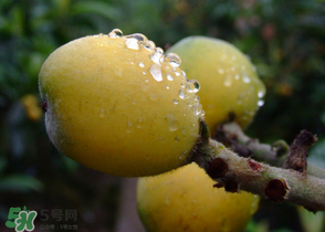 糖尿病能吃枇杷嗎？糖尿病人能吃枇杷嗎？