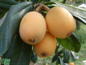 枇杷一天吃幾個合適？枇杷一次吃多少？