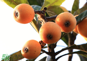 枇杷一天吃幾個合適？枇杷一次吃多少？