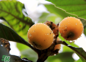 六個(gè)月寶寶可以吃枇杷嗎？6個(gè)月的寶寶能吃枇杷嗎？