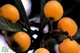 六個(gè)月寶寶可以吃枇杷嗎？6個(gè)月的寶寶能吃枇杷嗎？