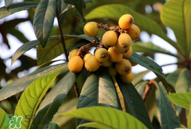 寶寶感冒可以吃枇杷嗎？寶寶感冒能吃枇杷嗎？