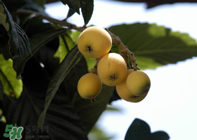 寶寶感冒可以吃枇杷嗎？寶寶感冒能吃枇杷嗎？