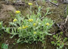 清明菜什么時候有？清明菜什么時候吃？