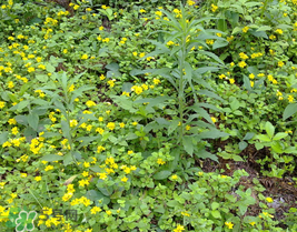 清明菜什么時候有？清明菜什么時候吃？