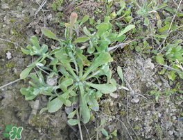 清明菜什么時候有？清明菜什么時候吃？