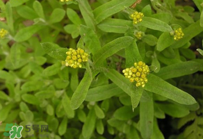 孕婦可以吃清明菜嗎？清明菜孕婦能吃嗎？