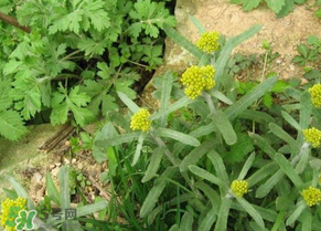 孕婦可以吃清明菜嗎？清明菜孕婦能吃嗎？