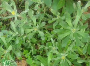 孕婦可以吃清明菜嗎？清明菜孕婦能吃嗎？