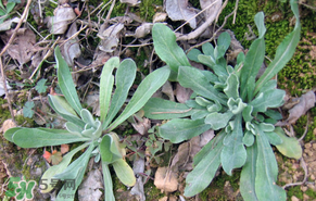 清明菜怎么保存？清明菜可以放冰箱嗎？