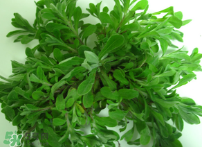 清明菜怎么保存？清明菜可以放冰箱嗎？