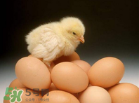 天天吃雞蛋好嗎？天天吃雞蛋會發(fā)胖嗎？