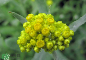 清明菜開花了能不能吃？清明菜怎么吃？